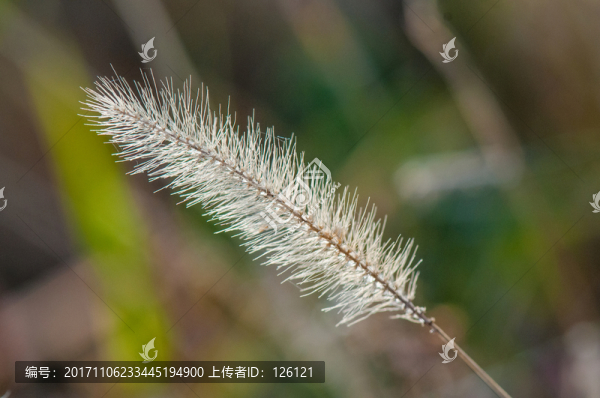 狗尾巴草