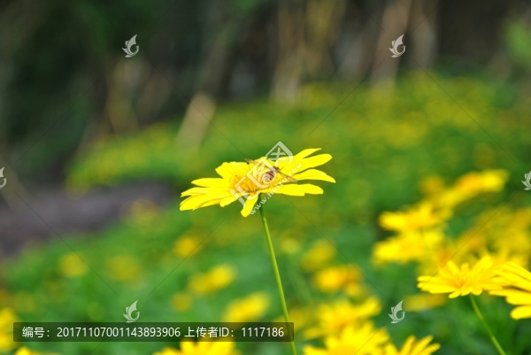 花兒與蜜蜂
