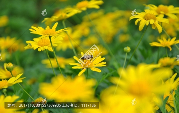 花兒與蜜蜂