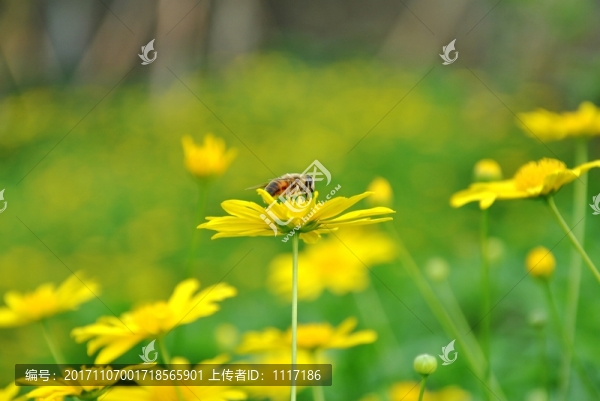 花兒與蜜蜂