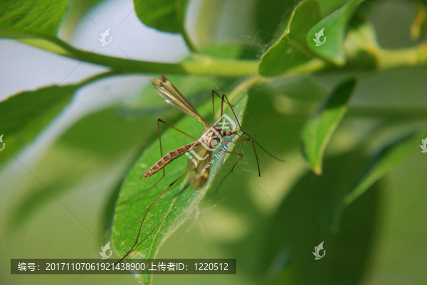 Tipula,paludosa