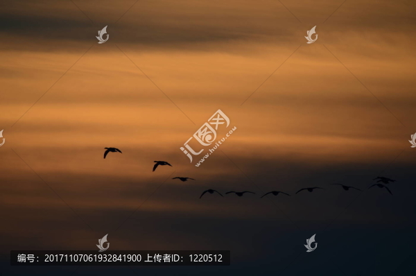 夕陽中的雁