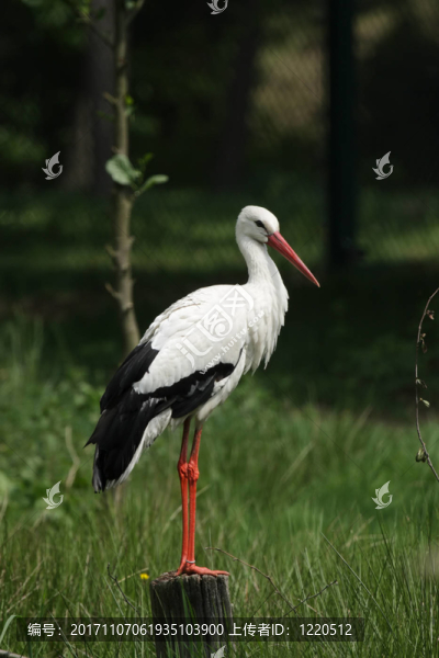 白鸛（Ciconia,ciconia）