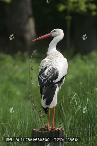白鸛（Ciconia,ciconia）