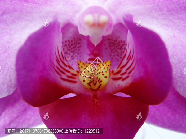 蘭花。