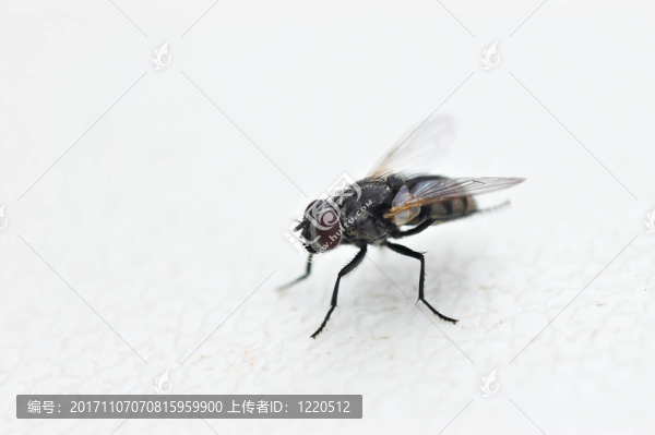 緊密的