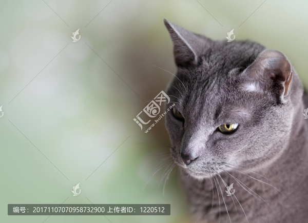 俄羅斯藍(lán)貓