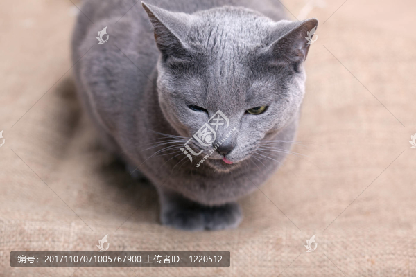 俄羅斯藍(lán)貓