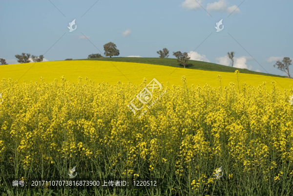 藍色