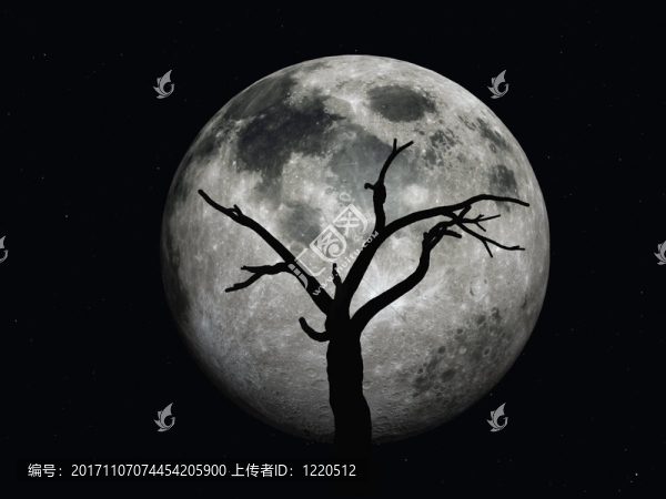 與月亮的wstenbaum