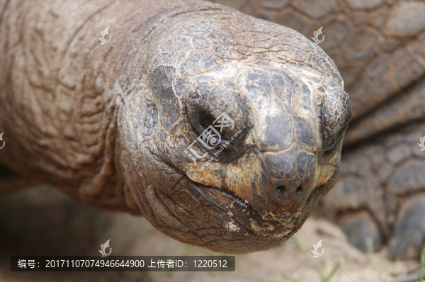 aldabra,riesen,schildkroete
