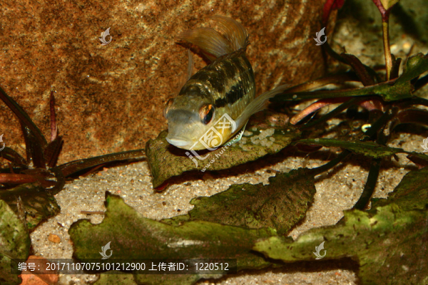 玻利維亞慈鯛（burjuquina,spec。）