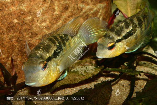 魚