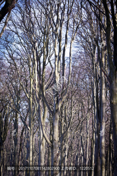 gespensterwald