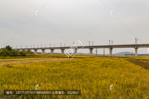 禾田,農(nóng)田,禾,稻田,田野,農(nóng)
