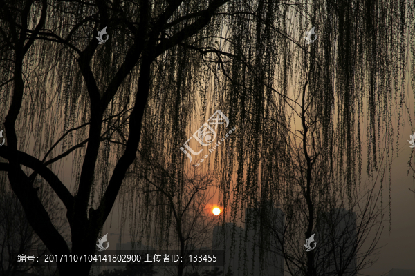 柳樹