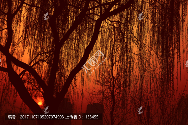柳樹(shù)