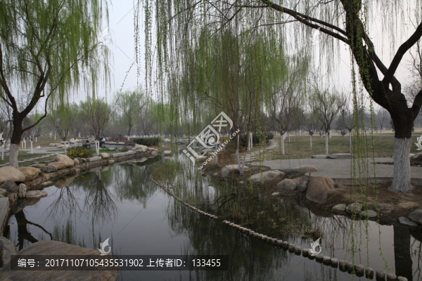 柳樹(shù)