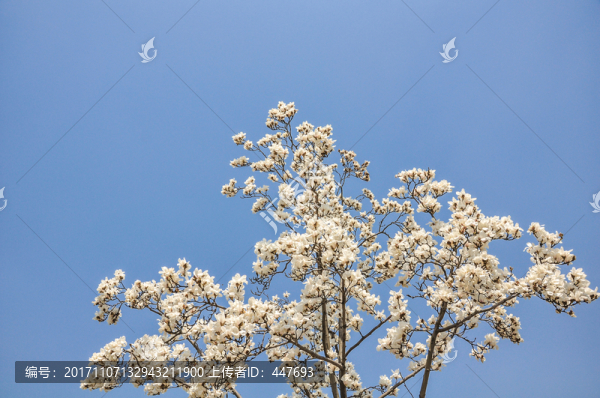 玉蘭花,春