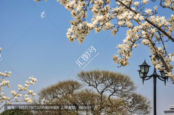 玉蘭花,春