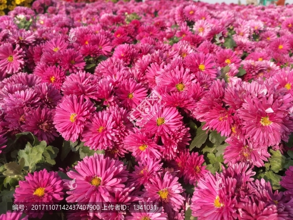 紅白紫色菊花花卉花草