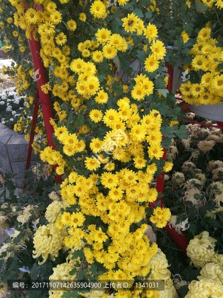 紅白紫色菊花花卉花草