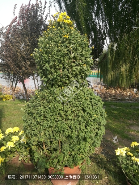 紅白紫色菊花花卉花草