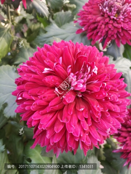 紅白紫色菊花花卉花草