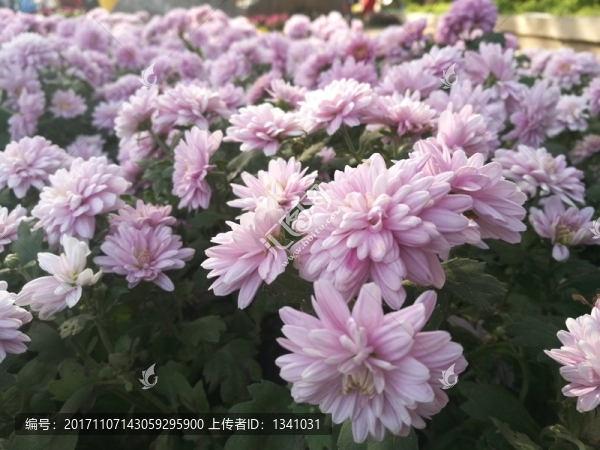 紅白紫色菊花花卉花草