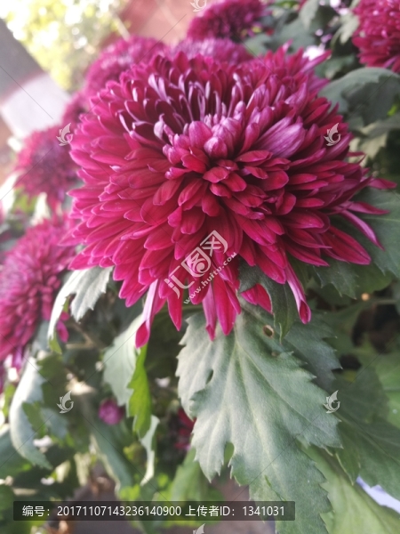 紅白紫色菊花花卉花草
