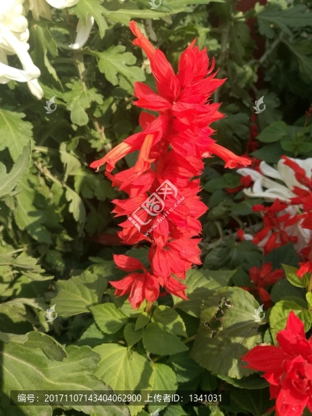 紅白紫色菊花花卉花草