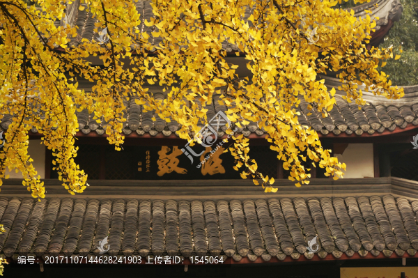 文殊院,銀杏,攝影