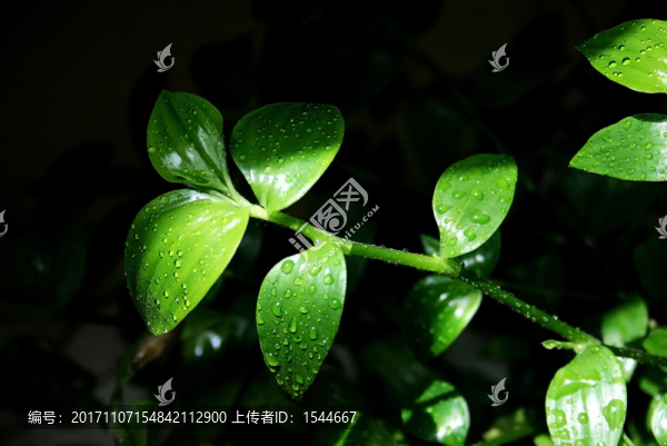 綠葉,白花紫露草