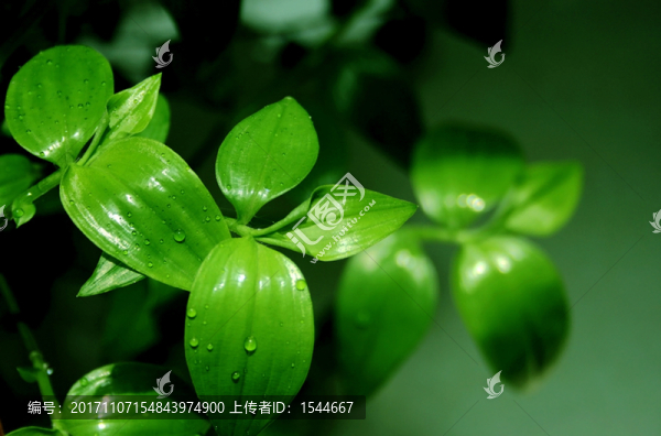綠葉,白花紫露草
