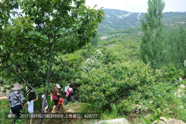 板栗收集,,板栗采摘