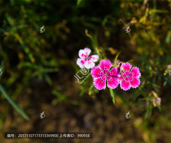 花海主題公園