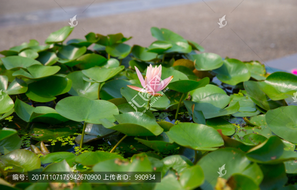 蓮花