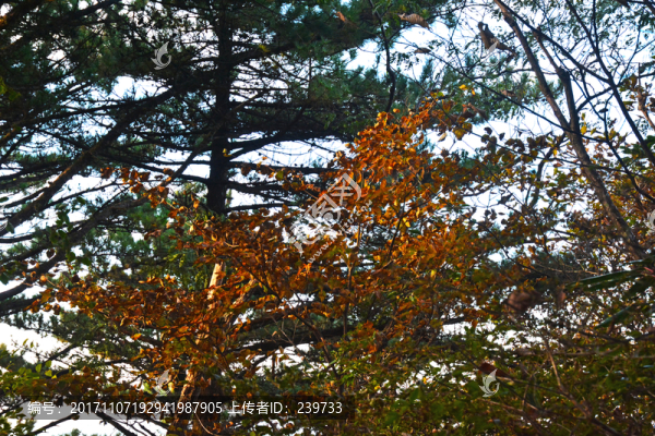牯牛降西黃山