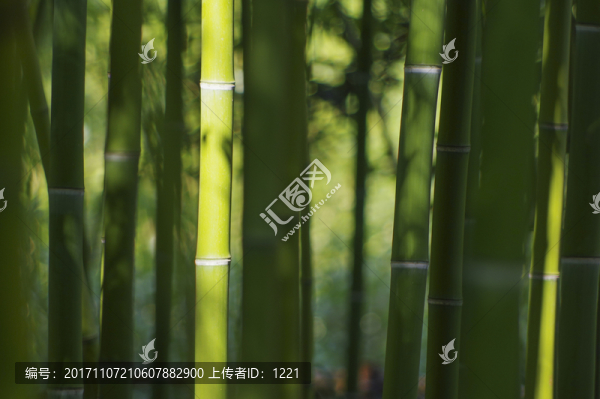 竹子