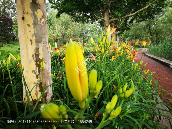 北京樹林和花