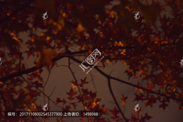 一葉知秋