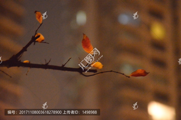 一葉知秋