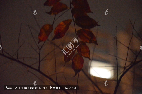 一葉知秋
