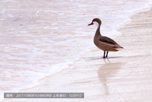 鳥