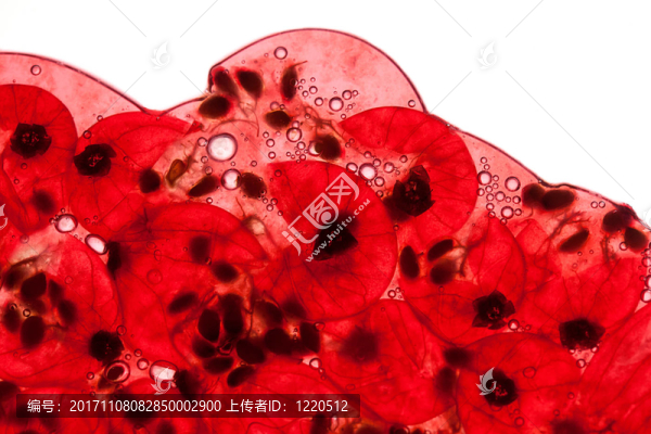 紅醋栗汁