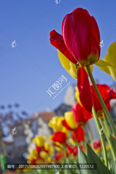 花