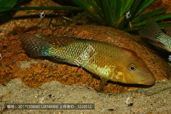 羅非魚(yú)