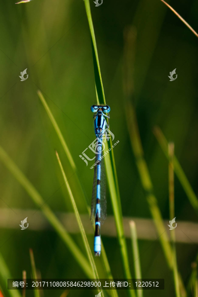 蜻蜓