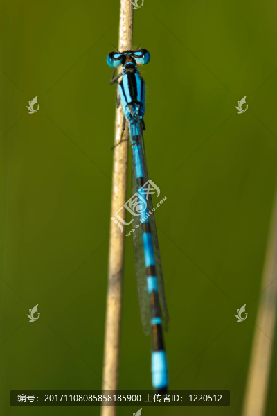 常見的藍(lán)色蜻蜓enallagma,cyathigerum