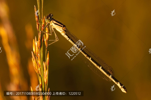 常見(jiàn)的藍(lán)色蜻蜓enallagma,cyathigerum